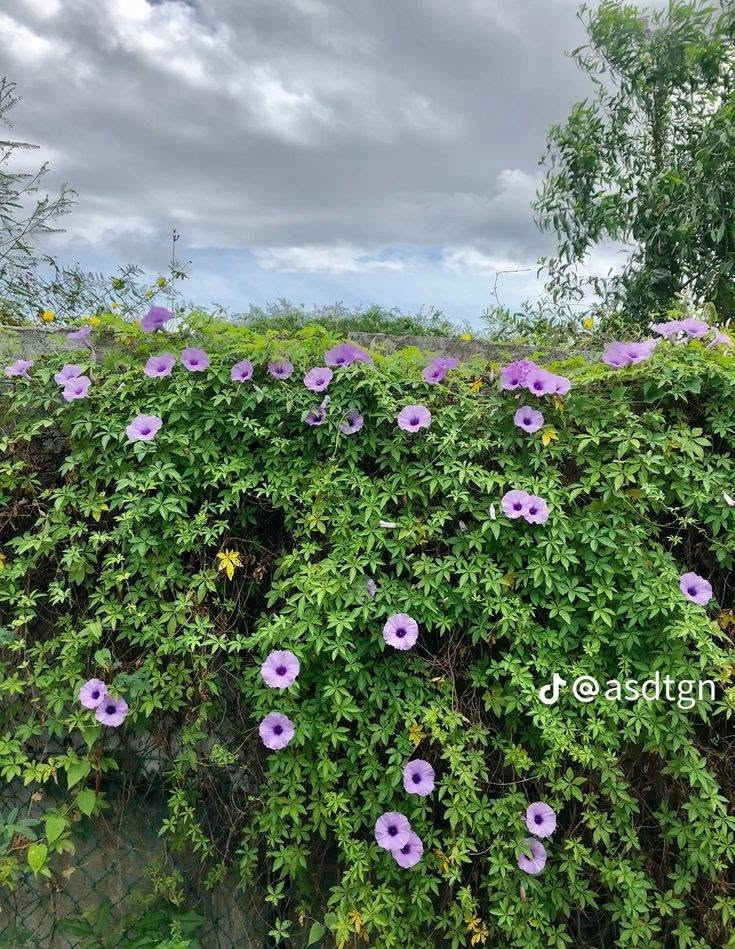 مشتل النور • ست الحسن • قريه 10