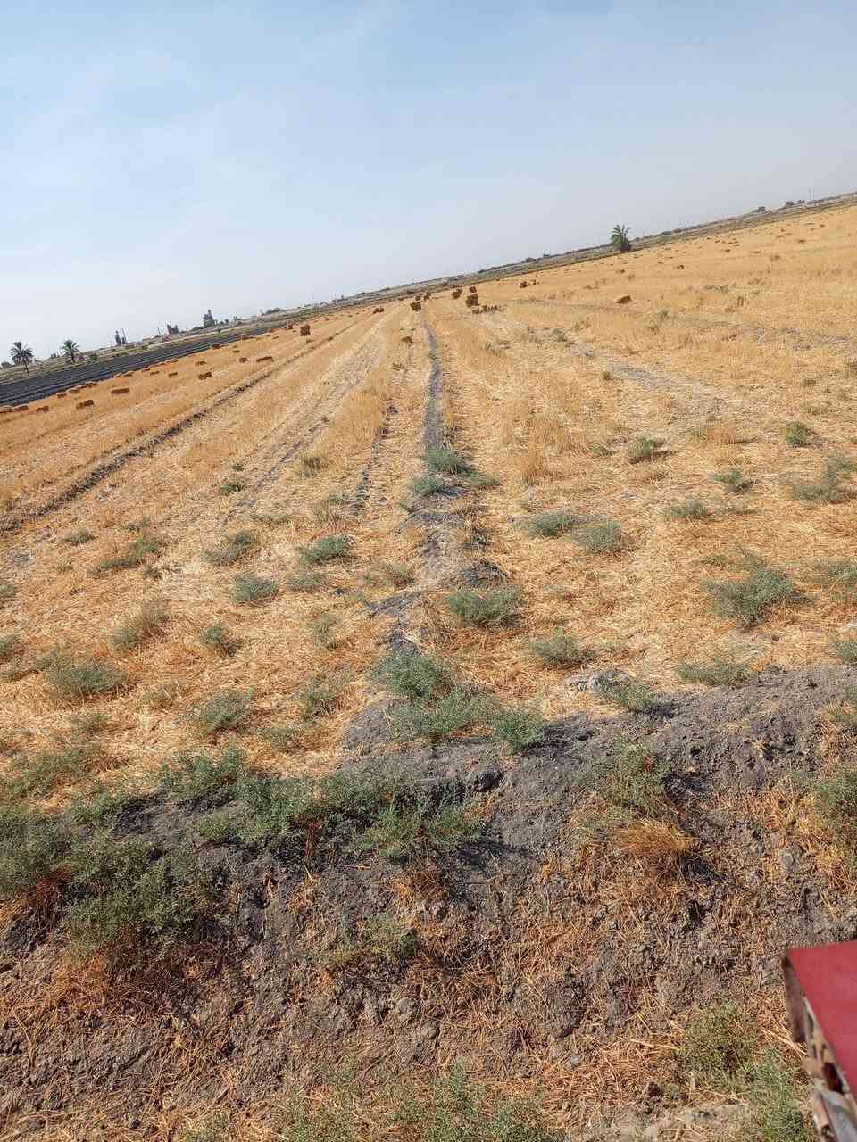 رقم الهاتف *********** و***********
عتبن كبس حنطه للبيع الف باله طول من 190الى متر تبن مال السنه مكان التاجي الشيخ عامر السعر الزوج ب3الاف
