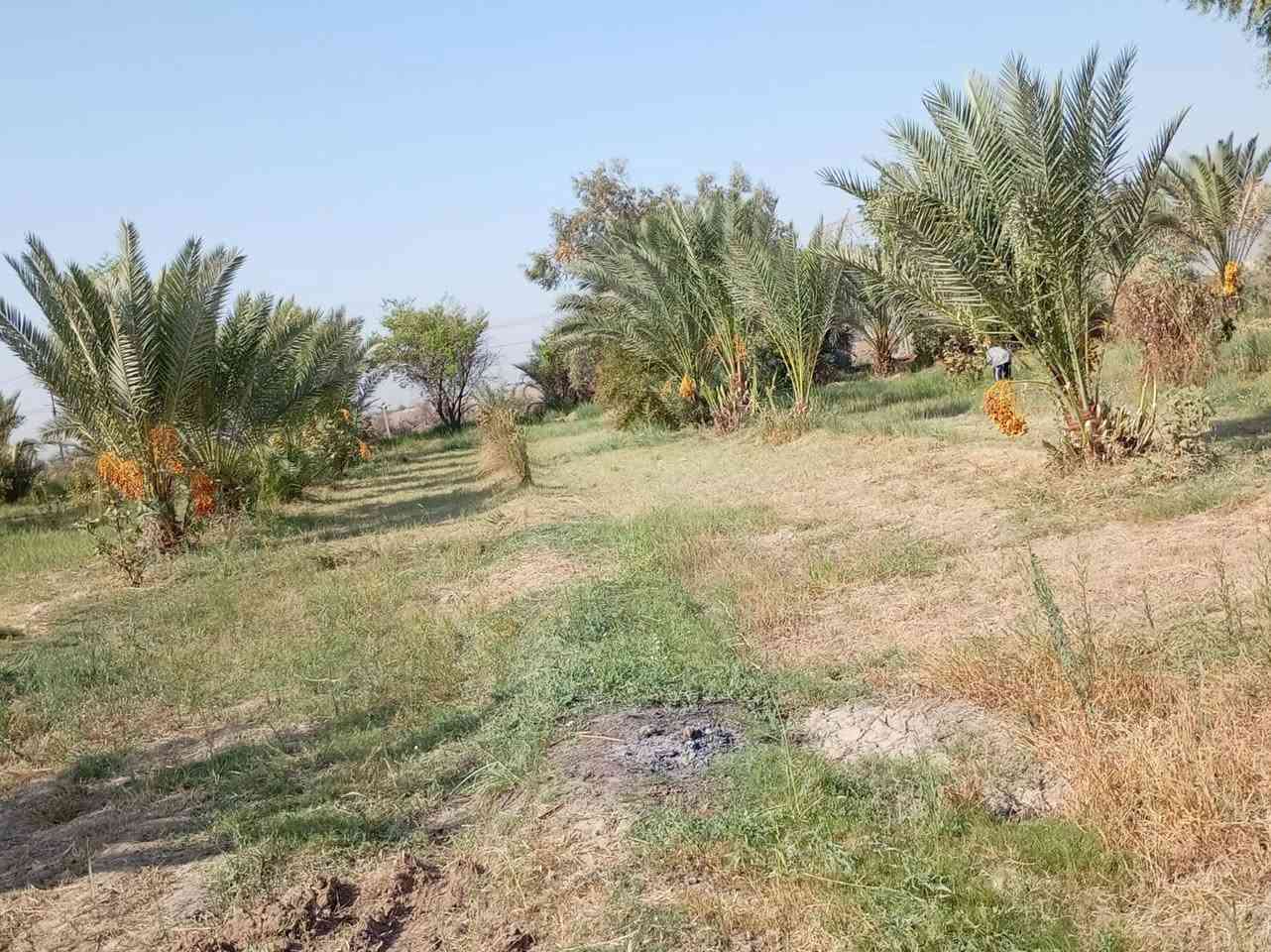 يا الله 8 دونم ونص للبيع مزروعه نخيل 250 نخله + رمان + تين + تفاح ع طريق السنيه السايدين نزله معامل الطابوق عل شط مباشر واجه 100ونزال 200 + مشتمل 100 متر مربع كهرباء موجود للستفسار اتصلو *********** اتصال فقط 👉 *********** واتساب فقط 👉

