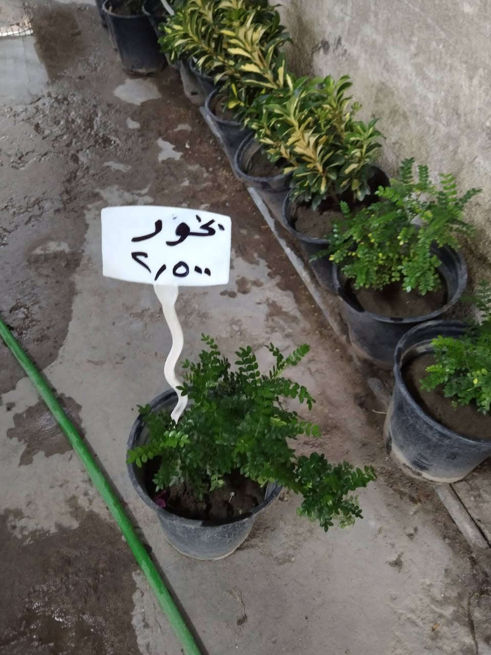 سلام عليكم ..
عرض ( 10)  مقاومة 

نباااااتات  خارجية 

 فقط ب ٢٥ ألف مع التوصيل 

فقط بغداد  الكرخ ....

/*****

ماتعجبك أي نبتة ترجع الطلبية فورا  وصورها ونزل منشور سلبي ،،*****

جهنمية  قومي كثيفة .../..مرجان متسلق  ارتفاع ١٢٠ سم ../.ورد الجمال  ارتفاع متر ../.. ياس عراقي مكوش  .../

سفينة نوح كثيفة/ ...بخور /...كاريزما.../دممعة طفل .../ أمزون /...انتران  .

مع توفر نباتات  خارجية كثيفة 
الاسعار مثبتة  .

موقعنا ..

بغداد حي العدل ...شارع الأسواق المركزية ..مقابل مدرسة الأرض السعيدة .. قيصيرية عباس 

للحجز والإستفسار  ...على المسنجر. أو الواتسآب 

(***********) .
