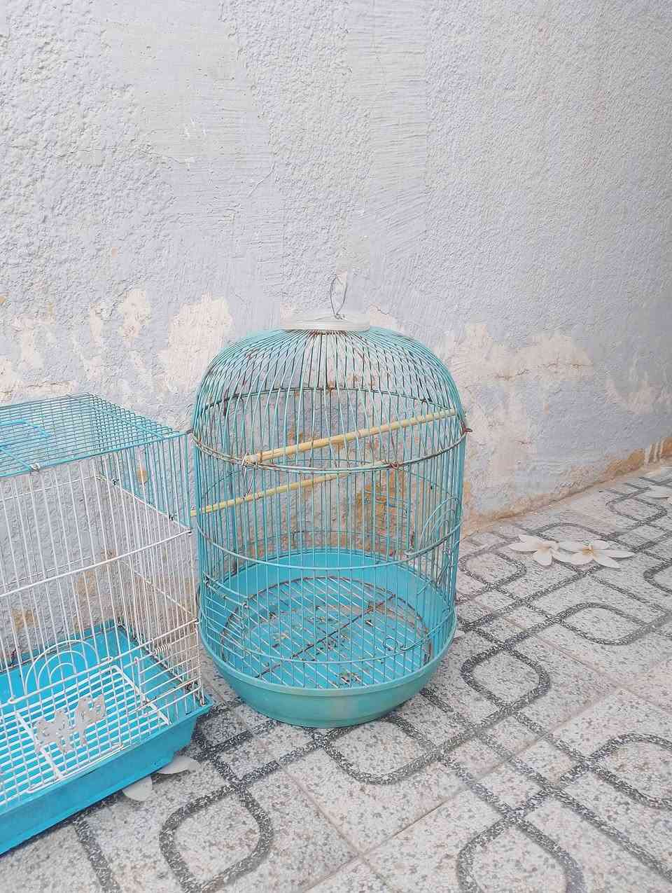 ٣ اقفاص • كلهن ١٦ • للبيع