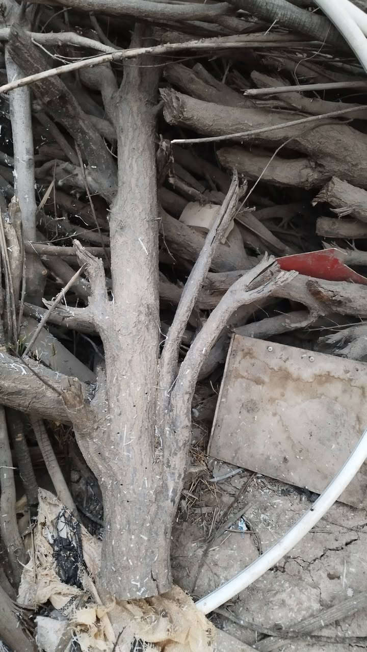 متاح حطب يابس مال شوي المكان فلوجة الازركيه الاستفسار اتصال على الارقام
***********
***********
