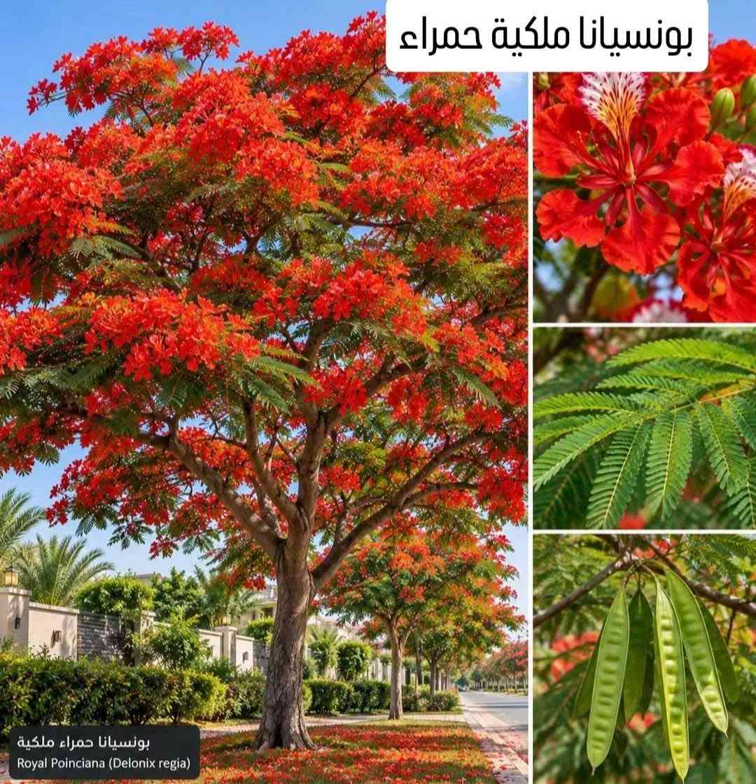 🌿🌸 عرض مميز لمحبي النباتات 🌸🌿
نباتات جميلة ومتنوعة بأحجام وأنواع مختلفة 🌱✨
أسعار مميزة وكمية محدودة ❤️
عنواننا / بابل شارع ٨٠ جهه كربلاء 
🚚 التوصيل متوفر إلى جميع المحافظات العراقية 🇮🇶
📩 للطلب والاستفسار راسلونا على الخاص
واتساب  ***********

نص مكتوب في الصور:
- جهنمي متسلق قطمر
- اكاسيا حمراء
- بونسيانا ملكية حمراء
- بونسيانا حمراء ملكية
- Royal Poinciana (Delonix regia)
- اكاسيا بنفسجي
- متسلق الياسمين الاحمر