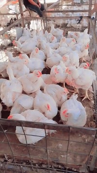 تجهيز مطاعم ومناسبات • جملة ومفرد • أبو غريب