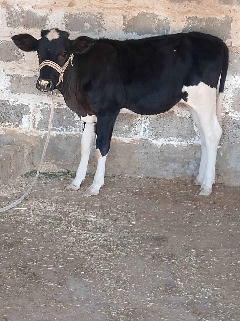فول نخبه • فول سمينه • صلاح الدين الشرقاط