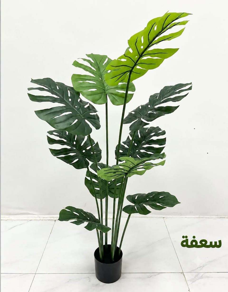نباتات
وصلتنا نباتات اصطناعية
ومثل ما عودناكم كوالتي درجة أولى 
بأرتفاعات  مختلفة والكمية محدودة
للطلب مراسلتنا #دايركت او #واتس ***********

#سعفة 🌿
#متوفر_توصيل_لجميع_المحافظات

نص مكتوب في الصور:
- سعفة