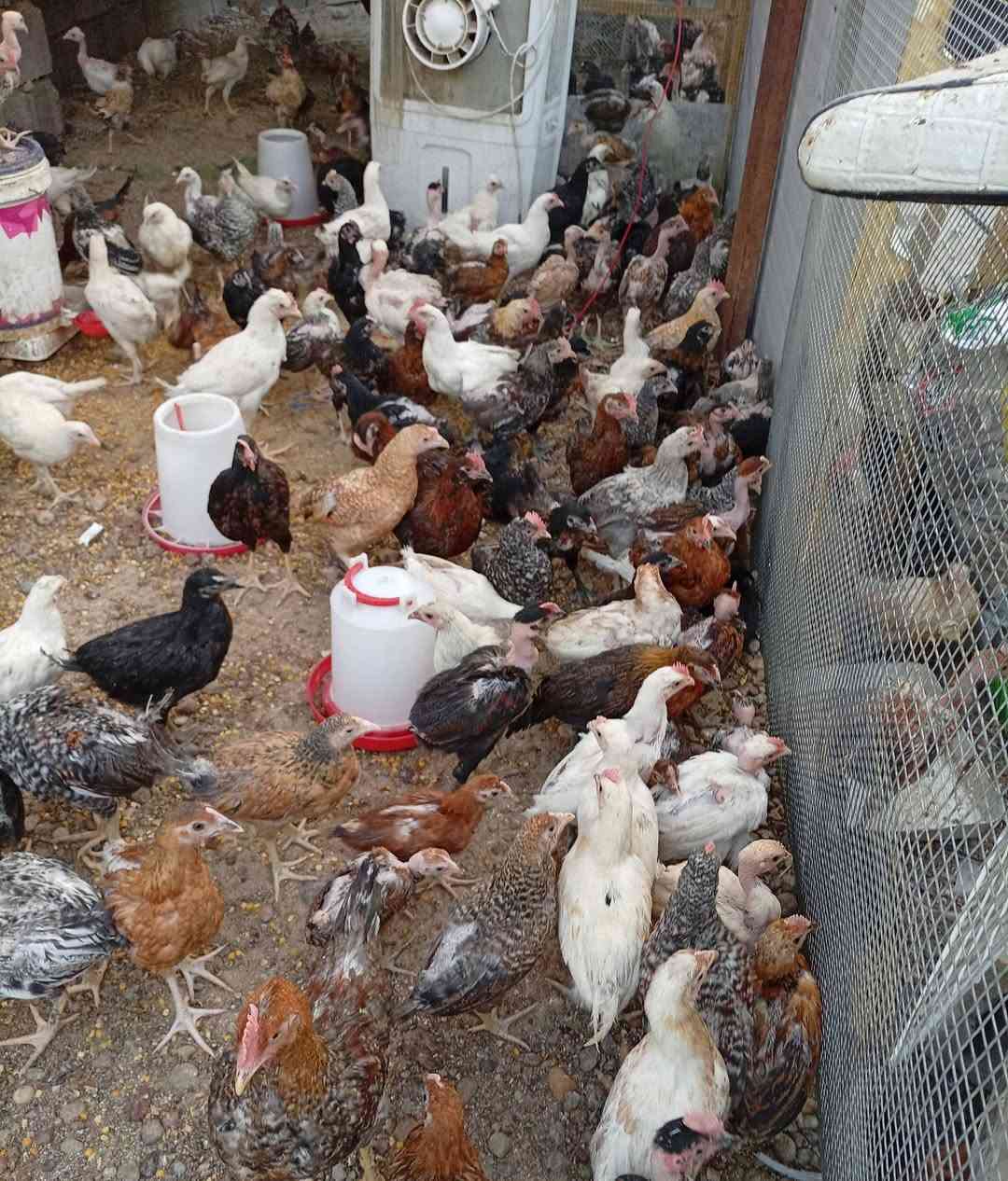 فروج عرب وابو رگيبة اصلي البيع شلع اخواني .. ماخذ لقاح نيوكاسل+ ip+جدري
للتواصل/*********** واتساب وغير متواجد على الفيسبوك 
العدد 125 زوج تقريبآ 
سعر الزوج 13 
مكاني /بغداد/ الزعفرانية
