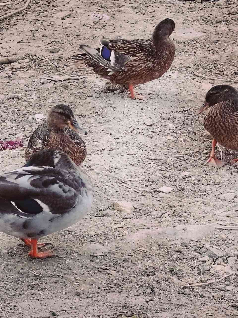 زوج خضيري • زوج بط • قضاء المدينه