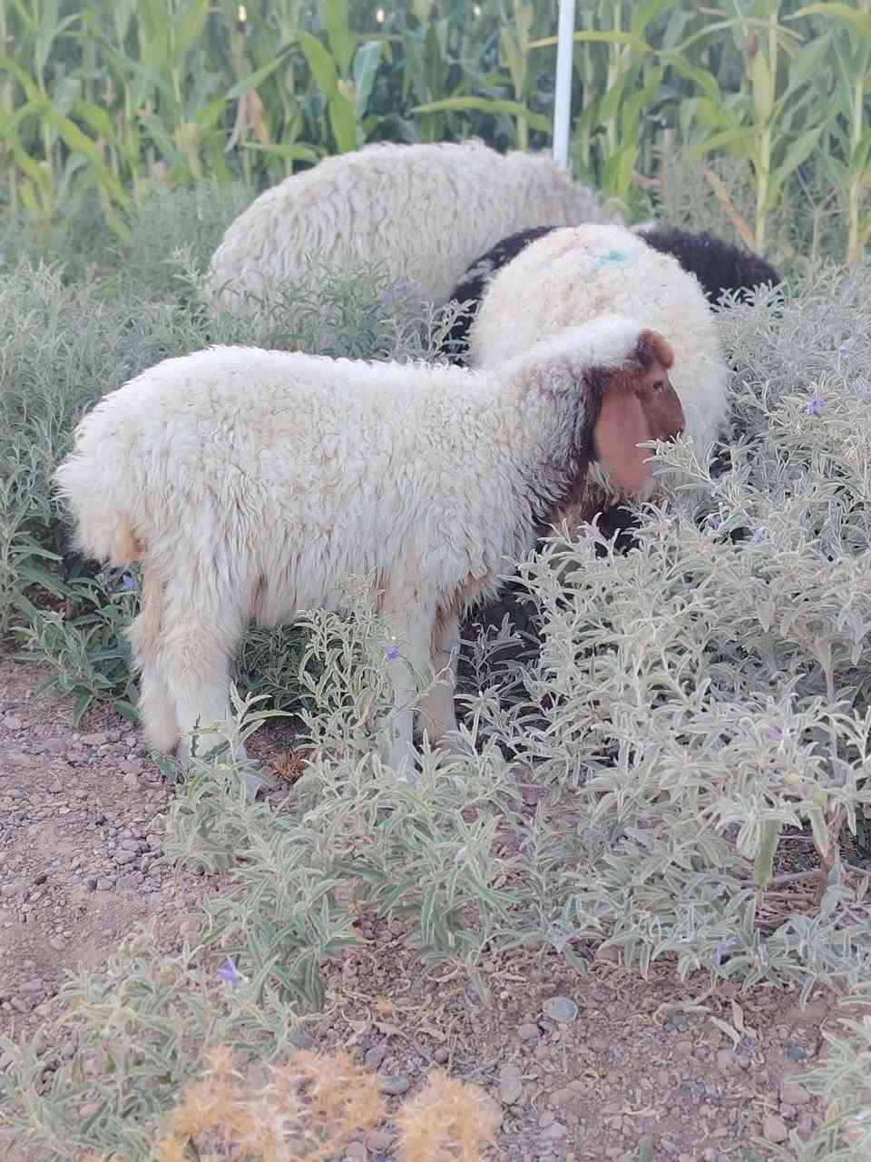 فطيمة للبيع ناصحه على كل عيب مالت ربط ما تحتاج علف ع أكل البيت تعيش الي يدور على ربيطه بالبيت  بسعر بلاش وصلت 160 والي عنده زود عليها حياه الله.. *********** الشراي يتصل او يراسلني مكانها العبيدي
