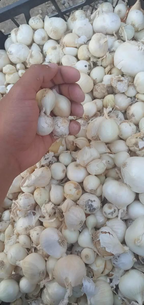 بذور • جلايفوسيت • برسيم مصري
