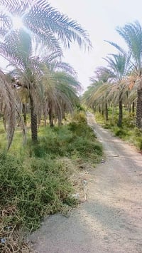 واسط العزيزيه • ٥دونم • طابو تحويل