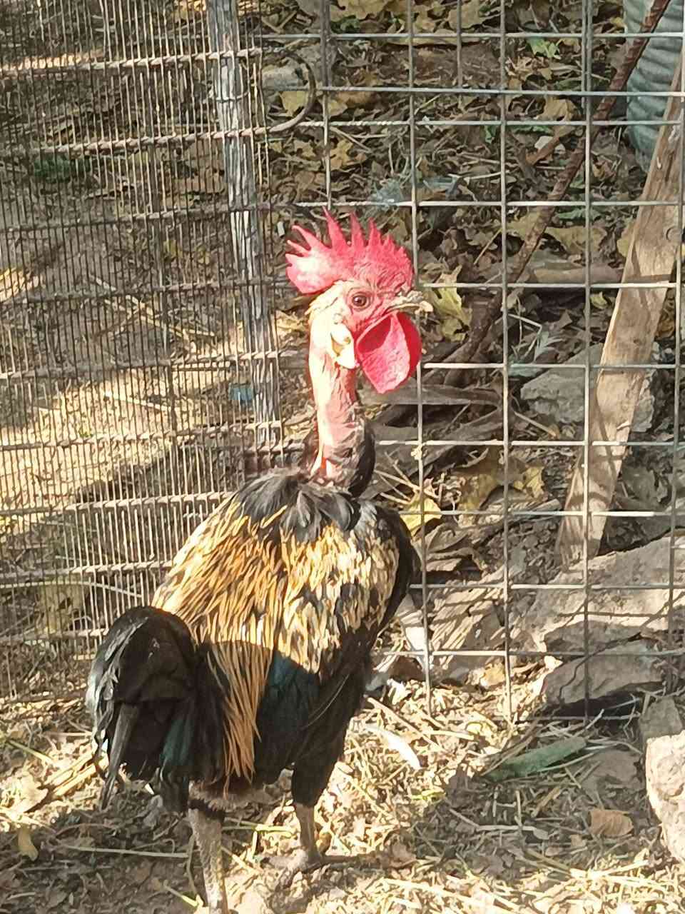 اديوكه ابو ركيبه • اسود • تكريت حماد شهاب
