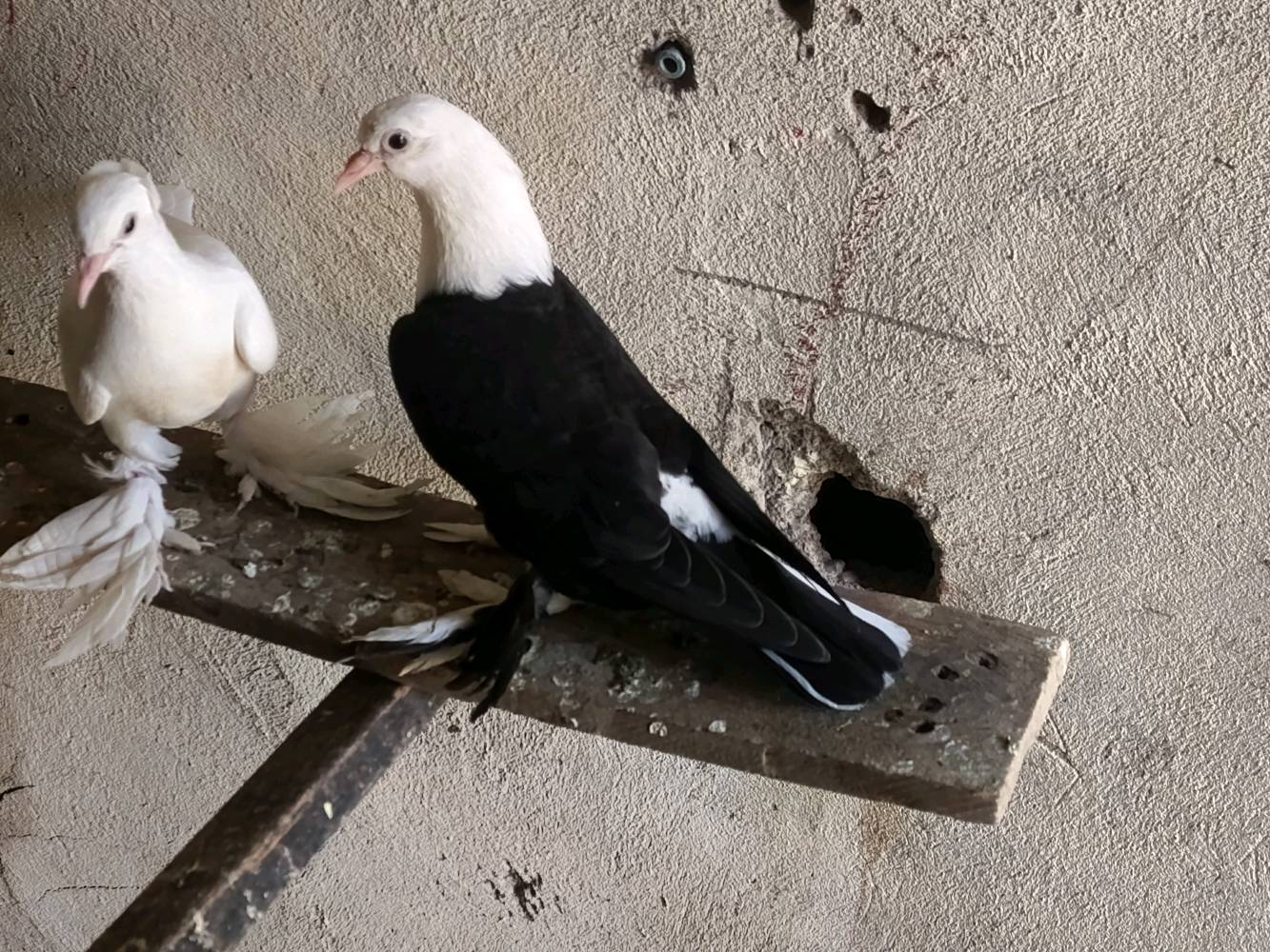 زوج • ١٥ • بغداد نهروان