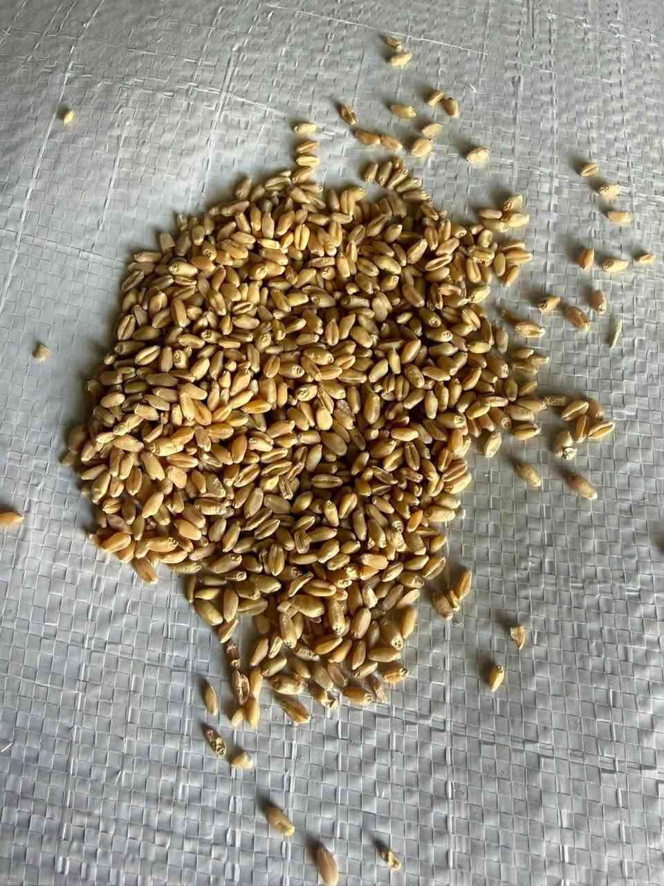 🌾 نوفر لكم أجود أنواع الأعلاف والحبوب بأفضل جودة وأسعار منافسة

متوفر لدينا:
✅ فول الصويا
✅ الذرة
✅ الحنطة المجروشة
✅ الشعير

📞 للاستفسار والطلب:
***********
***********

📍 العنوان:
بابل – الطريق السريع الدولي – جسر مشروع المسيب.

الجودة التي تثق بها… والتعامل الذي تستحقه.
