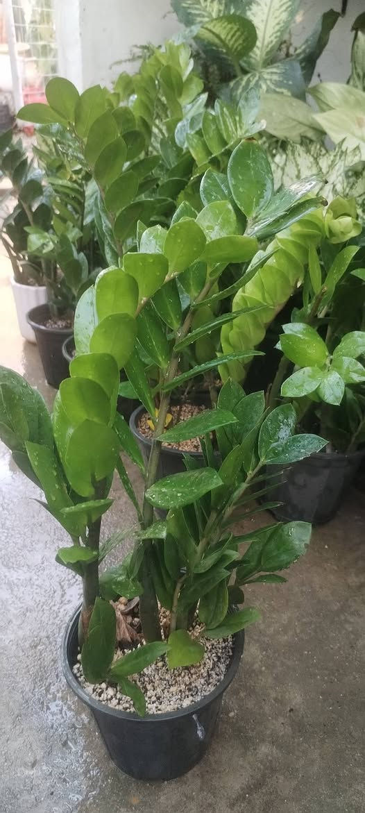 مسا الخير والعافية عليكم حبايب
وجبة حلوة ومميزة من نبات الاكلونيميا والزامبيا وصلتنا اليوم
جمال نشاط وكثافة ماشاء الله
 بإذن الله راح تعجبكم
سعر الاكلونيميا وبهالنشاط فقط ٩ الاف دينار
سعر الزامبيا فقط ب٧٥٠٠
اللي يحب يحجز يراسلنا خاص او واتساب على الرقم *********** ويدلل
واللي يحب يزورنا عنواننا خانقين بختياري الثانيا نهاية شارع العصائب واسواق صالح حمود وعدنا توصيل داخل خانقين وجلولاء والسعدية راسلونا وتدللون
