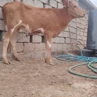 هونر X9b • ١٠٨ميجابكسل • جنس خشن