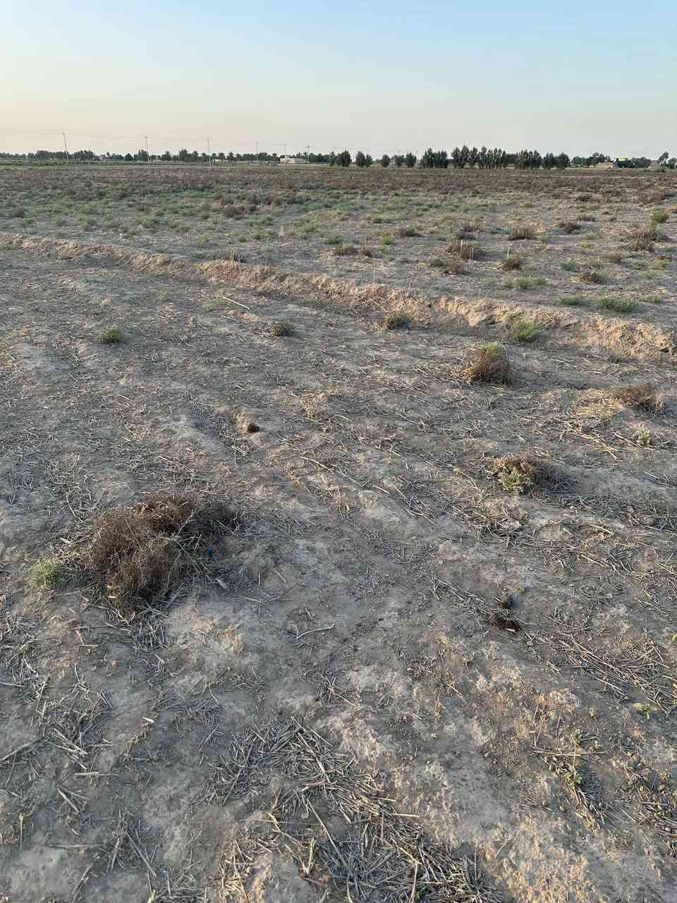 السلام عليكم 
ارض زراعيه للايجار المساحه 30 دونم الحمزة الغربي منطقه الخمسيه يتوفر ماء صيفي شتوي 
***********
