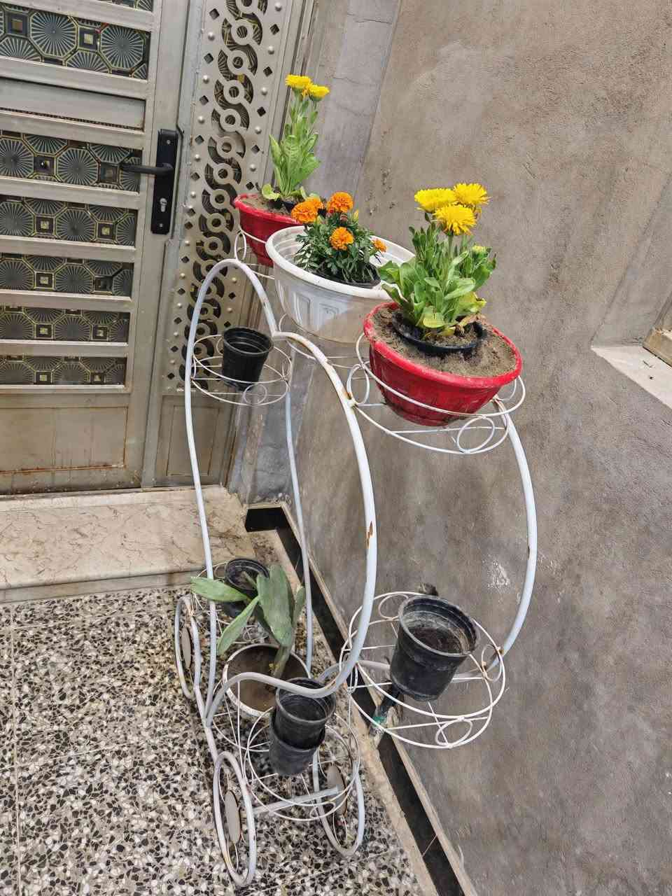 للبيع كلمن وسعره بغداد حي النصر واتساب ***********
