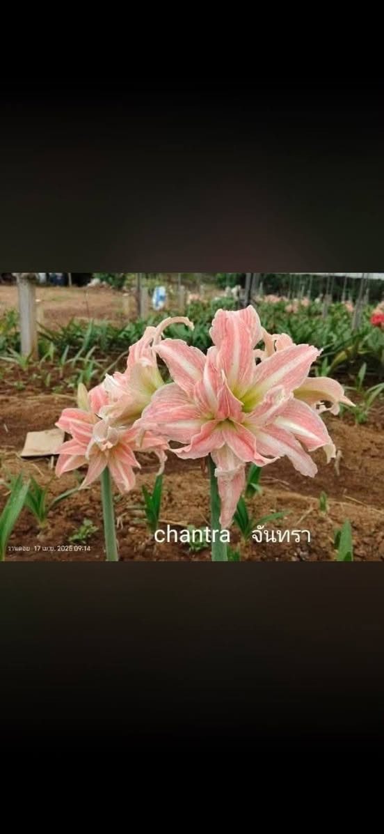 أبصال الأمرلس • ألوان نادرة • بغداد - الدورة
