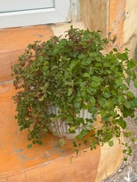 مرجوحه • للبيع