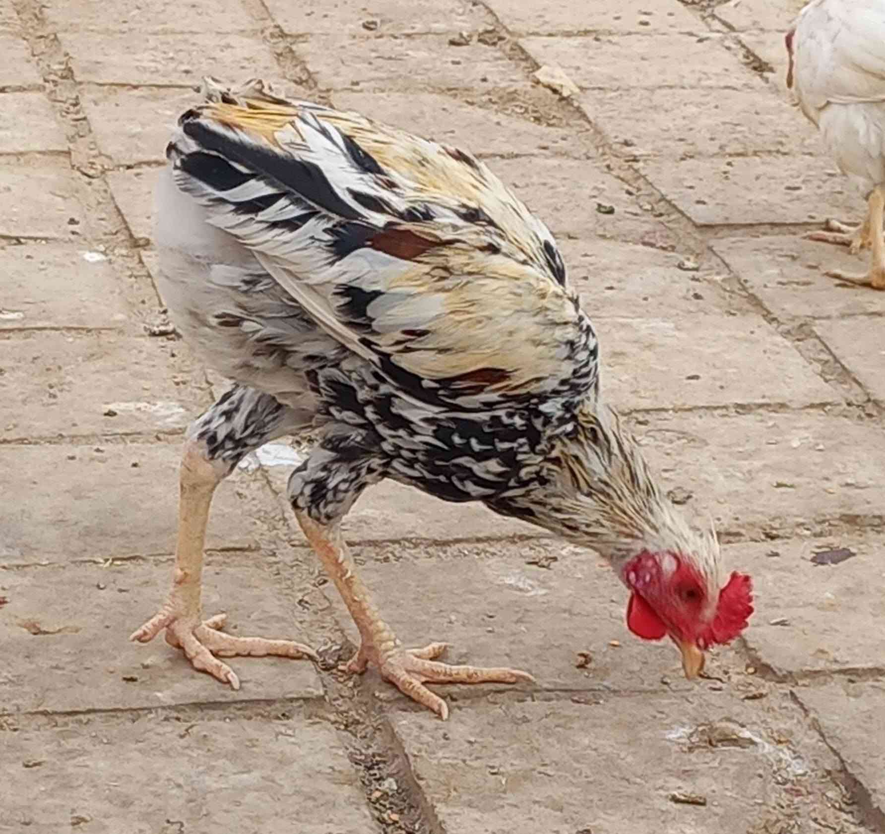 ديوجه • اثنينهن • مجال