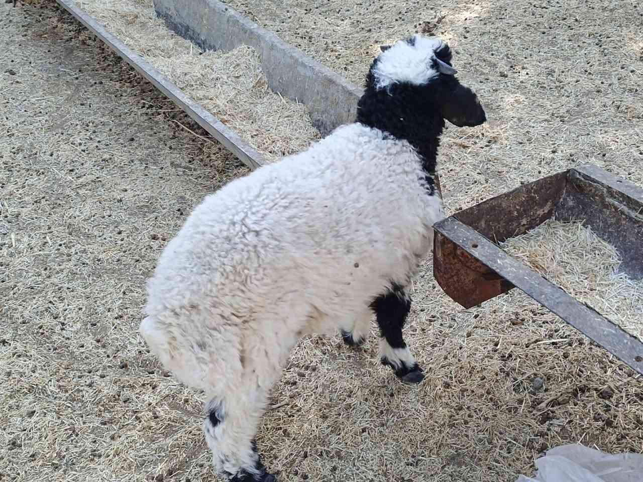 يوجدطلي مال السنةالعنوان
بيجي الحي العصري ***********
***********
