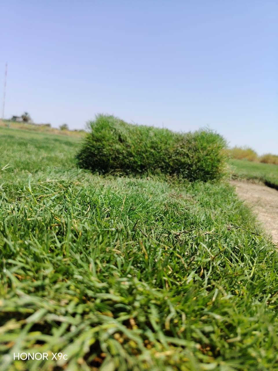 ☘ثيل طبيعي نوعية ممتازة(هندي درجة اولى)🍀  توصيل مجاني
🌳مناسب للاستخدام في ( المنازل🌳_ الحدائق🌳_ الملاعب🌳_ الدوائر🌿_المشاريع الاستثمارية ) 
 
🌱سعر المتر  اخو البلاش للكميات !

(قابل للتفاوض للكميات الكبيرة ) والتوصيل مجاني مجاني!!!!! 
 
متوفر لدينا كافة انواع الثيل الطبيعي💚
فرنسي-ايطالي-امريكي-هندي-اسباني-انكليزي

قدره تجهيز كميات كبيرة للمشاتل والملاعب
#نوعية ممتازة 
#هندي وجميع الانواع الاخرى
وبأسعار تنافسية 
 لدينا كادر متخصص في زراعة الثيل بطريقة صحيحة وناجحة يجيك لباب بيتك

ثيلنا الافضل وتوصيلنا الاسرع 

للطلب يرجى مراسله الصفحه او الاتصال على
***********/***********

