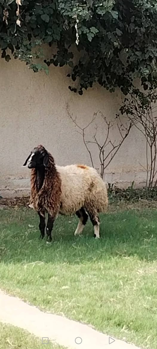 نعجة • ٣ أشهر • بغداد التاجي