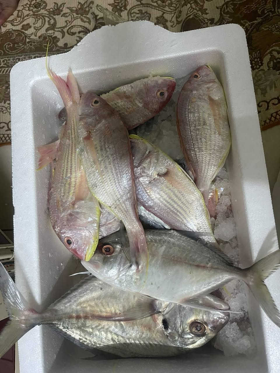 سمك كاريبي • دجاج ذبح • لحم عجل