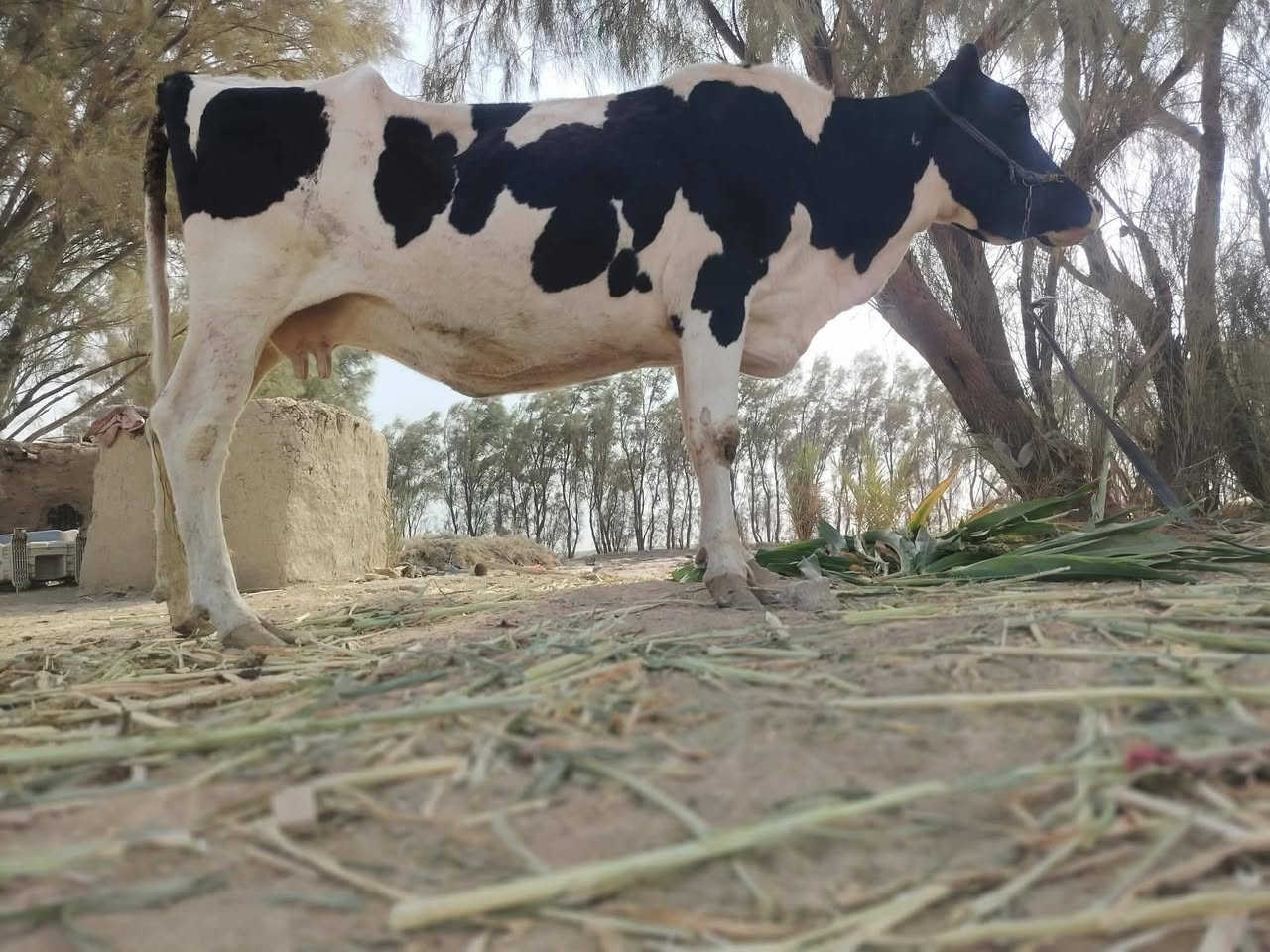 فريزيه • ثالث بطن • بابل الشوملي
