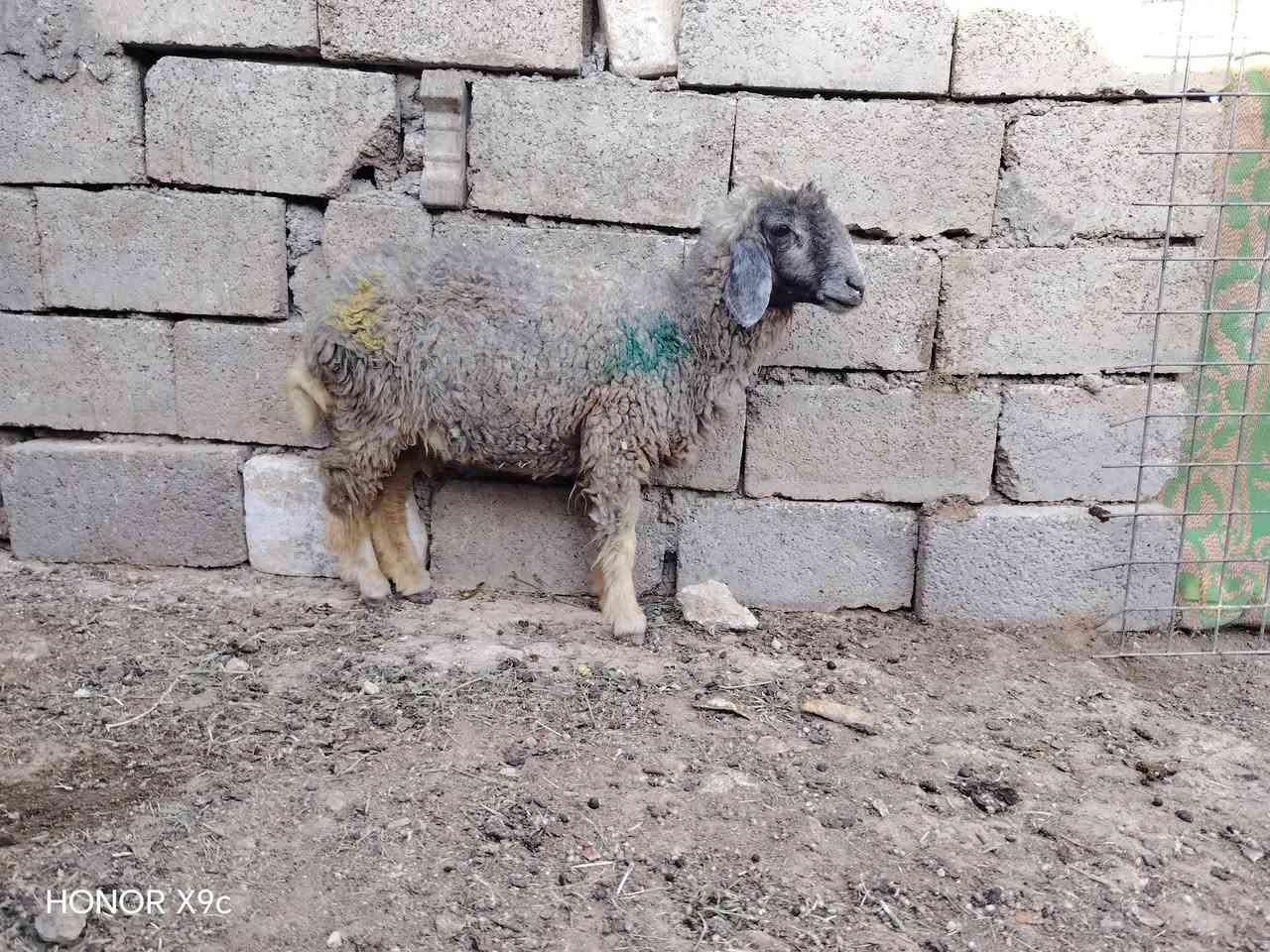 متاح زوج خروف وفطيمه مالات ربط معالفات شرط نصاح وعلاكل عيب مابيهن لاجرب ولاكرد ناصحات نصاح فوول سعر زوج 465 وبيهن مجال للشراي *********** واتساب
