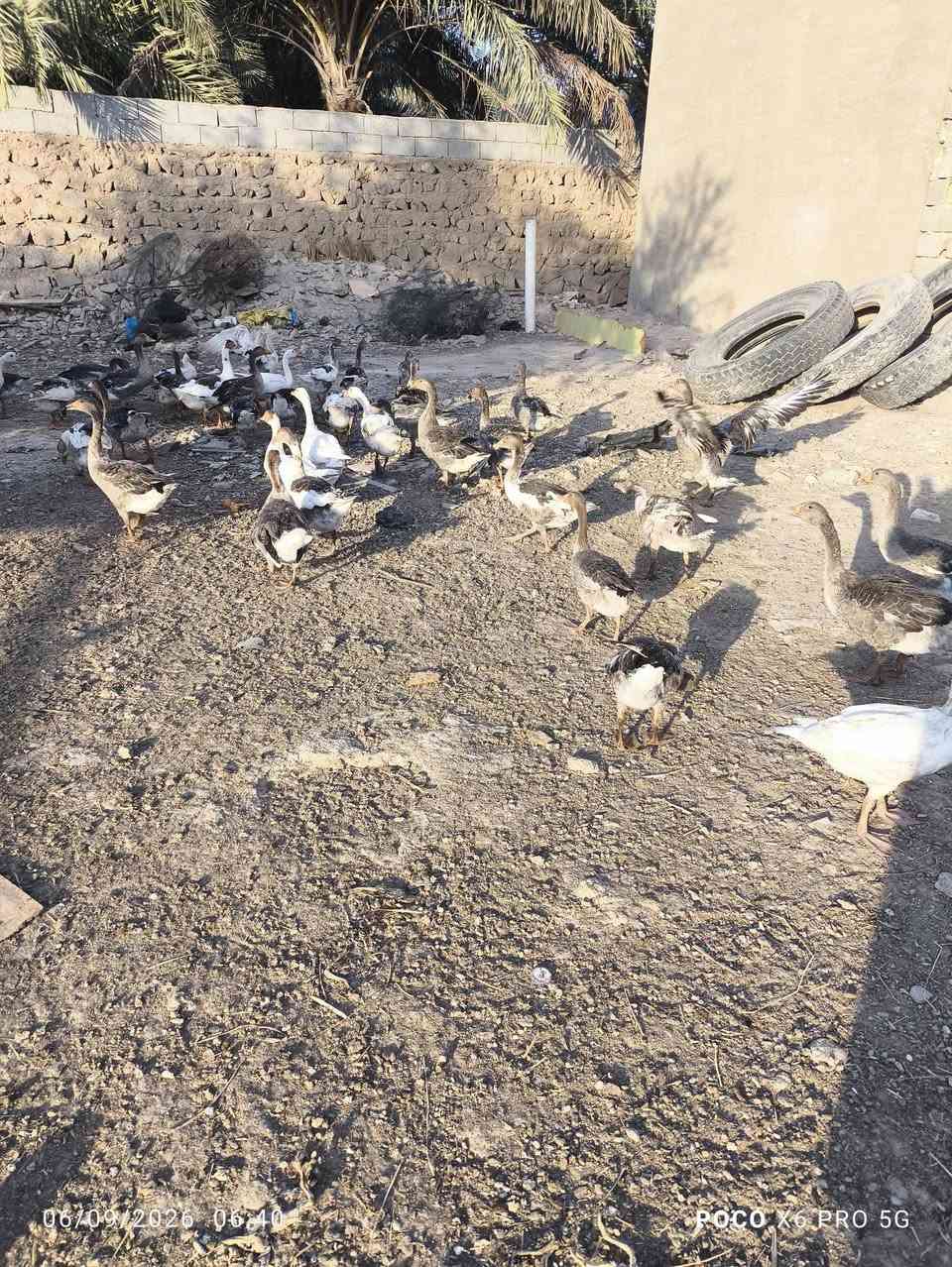سلام عليكم بط للبيع سعر الزوج 33 الف بي مجال قليل نجف ابو صخير ***********
