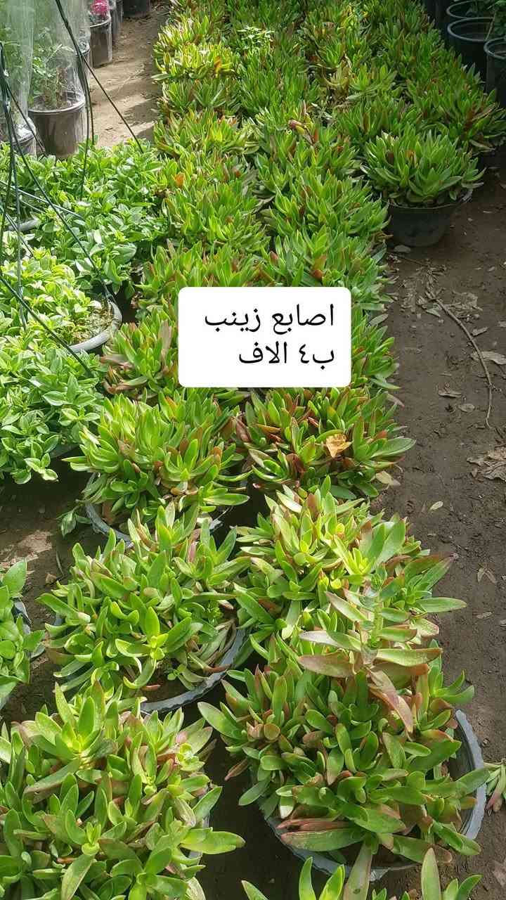 نباتات خارجية • اسعار مناسبة • توصيل لكل المحافظات