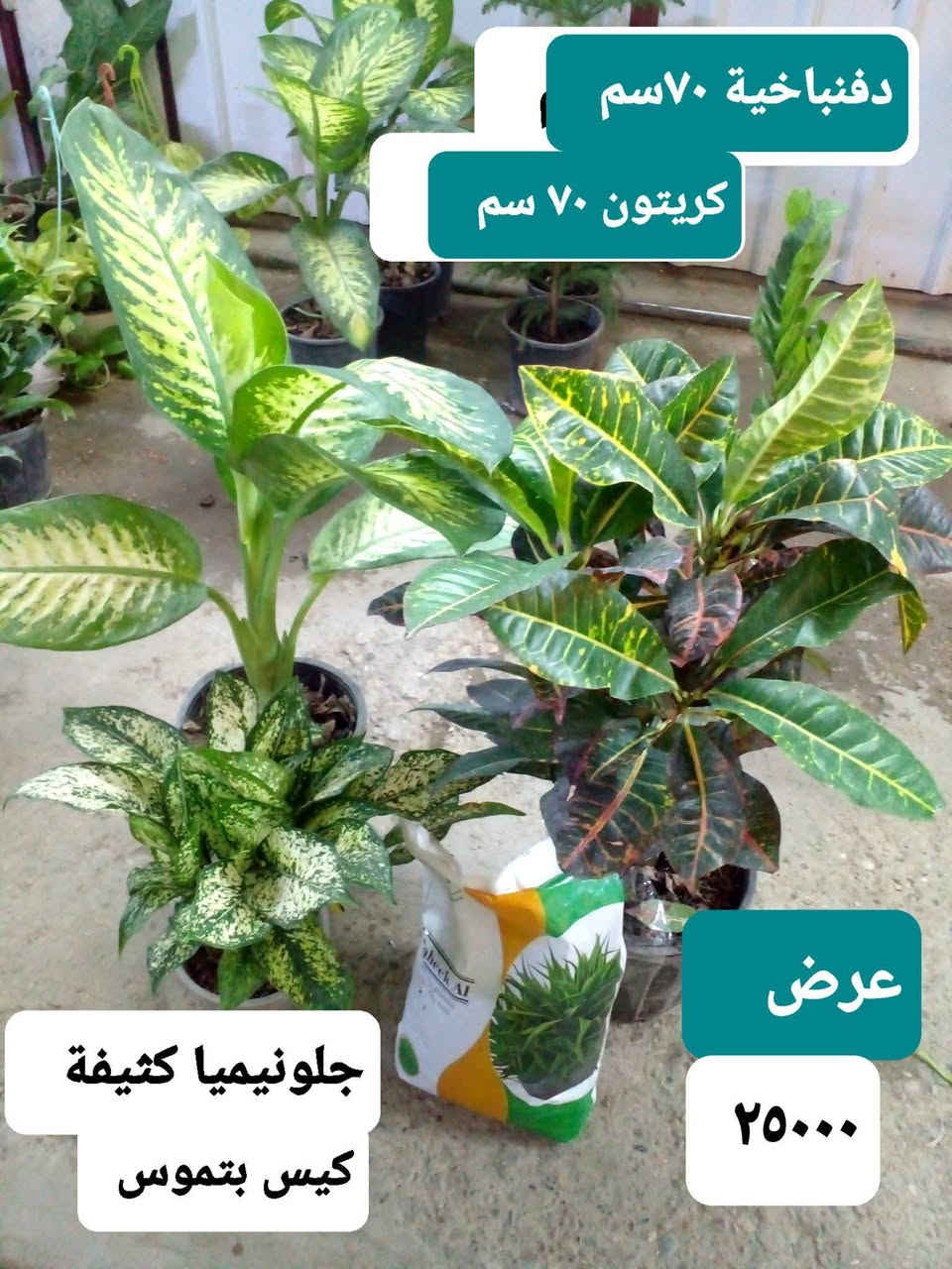 سلام عليكم ..
عرض نباتات داخلية مع كيس بتموس ب 25.000
كريتون ..دفنباخية ..جلونيميا .

عرض عصا موسى ٦٠ سم ١٠ قطع  داخل دورق زجاج مع قطرة تحفيز .
موقعنا ..
بغداد ..حي العدل ..شارع الأسواق المركزية ..مقابل مدرسة الأرض السعيدة ..داخلةقيصرية عباس (الحصة الغذائية )
واتسآب ***********.
