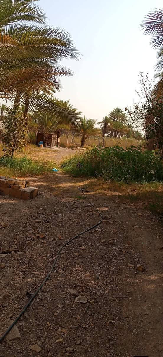 دونم طابو صرف زرعي سند 25
مع بيت كامل بناء حديث مع هيكل غير مسقف 
من ضمن دونم 
امام البيت حديقه وبستان خلف البيت يحتوي على نخيل حمال وحمضيات وتين 
الموقع شارع الرئيسي للعلويه شريفه بنت الحسن طريق بني ساله على شارع رئيسي مباشرتآ منطقه سكنيه مولد خط ذهبي مدرسه قريبه على بيت تبليط باب البيت ماء سقي واساله متوفر
للستفسار اكثر ***********
