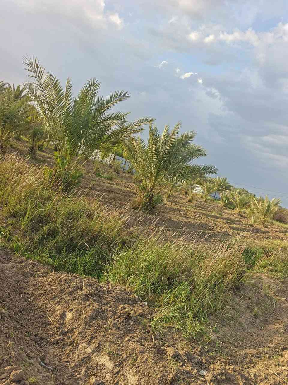 السلام عليكم من رخصة لادمن المحترم يتوفر لدينا أرض بمساحه 2725م سند 25 بأسمي في منطقة الراشديه تبعد عن بوابة بغداد 10 دقائق يوجد فيها نخيل عدد 40 نخله ترهم مزرعه وترهم سكن جاهزه كافة الخدمات يوجد ماء اساله وماء سقي كهرباء تبليط
للاستفسار اكثر اتصل 📲📞 وبيك خير وتدلل ***********
سلام عليكم من رخصة لادمن المحترم يتوفر لدينا أرض بمساحه 2725م سند 25 بأسمي في منطقة الراشديه تبعد عن بوابة بغداد 10 دقائق  ترهم مزرعه وترهم سكن جاهزه كافة الخدمات يوجد ماء اساله وماء سقي كهرباء تبليط يوجد بالقرب منها مزارع عدد 3
السلام عليكم من رخصة لادمن المحترم يتوفر لدينا أرض بمساحه 2725م سند 25 بأسمي في منطقة الراشديه تبعد عن بوابة بغداد 10 دقائق يوجد فيها نخيل عدد 40 نخله ترهم مزرعه وترهم سكن جاهزه كافة الخدمات يوجد ماء اساله وماء سقي كهرباء تبليط
