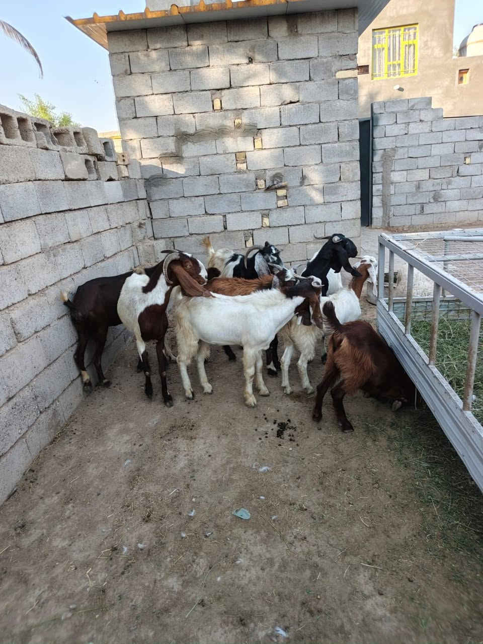 بسم الله ما شاء الله
صخول العدد اربعه مطافيل بناتهن بكدهن حلال حلو وخير من الله +ورجينه سمينه وينهم الجناية حلال رقم واحد
المكان واسط الشحيميه قريه ١٠
***********
ملاحضه اخوان اشتري جميع المواشي وشتريد من ذبايح مال مناسبات مال ارباط حلال جني عدي
