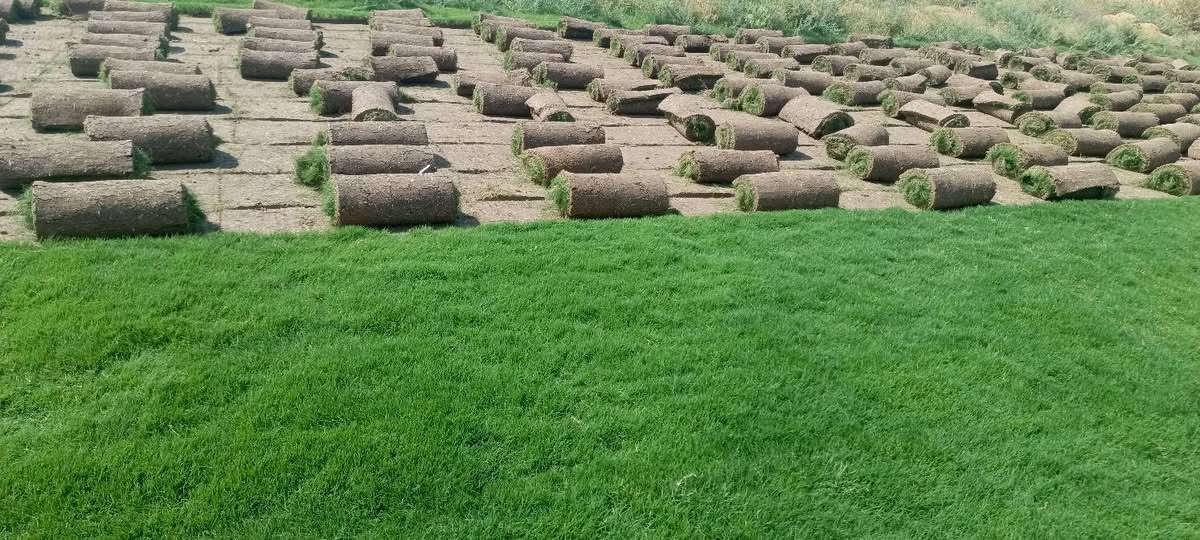 ثيل طبيعي • نقي ١٠٠% • ديالى