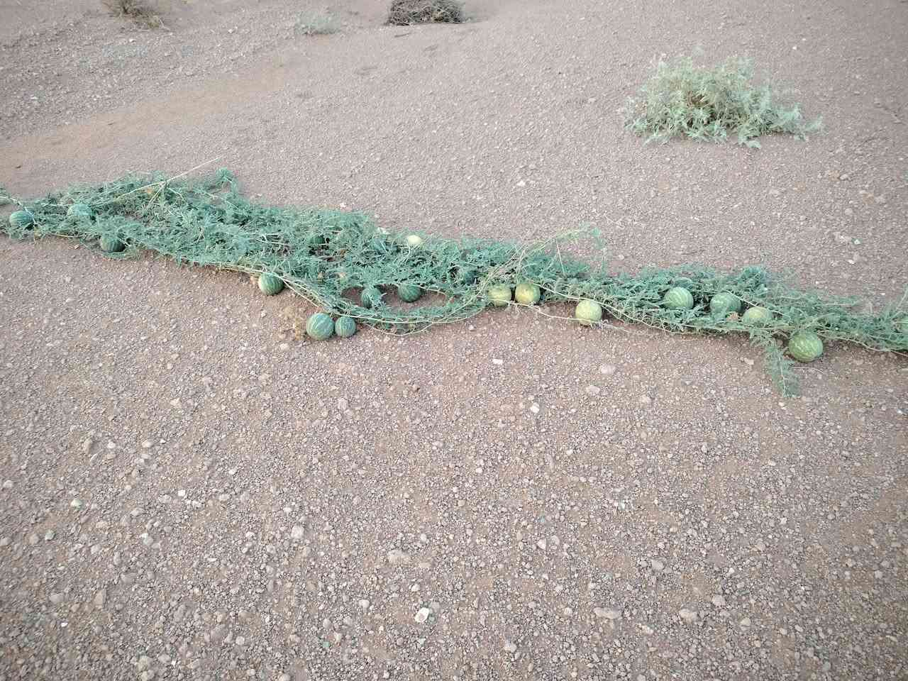 حنظل • للثواب