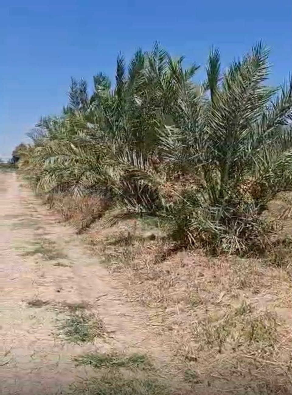 بستان 2 دوانمين وانص البيع في ديالى جديدة الشط، يبعدن عن شارع العام كيلو وانص، متوفر ماي كهرباء.
السعر 75 الدوانم واحد، بيه مجال
ملاحظة: إذا ياخذ واحد ثاني، يأخذوه بـ 130 الدوانم واحد. هاي تعتبر الكطعة أهل شاليهات والمزارع، المو شراي لا يتصل واتعبني خوش ***********
