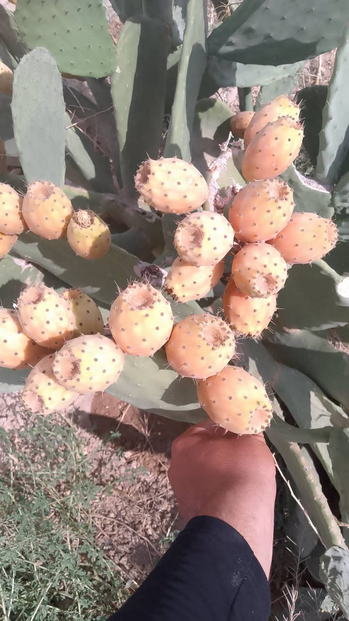 تين شوكي • هجين • الانبار راوة
