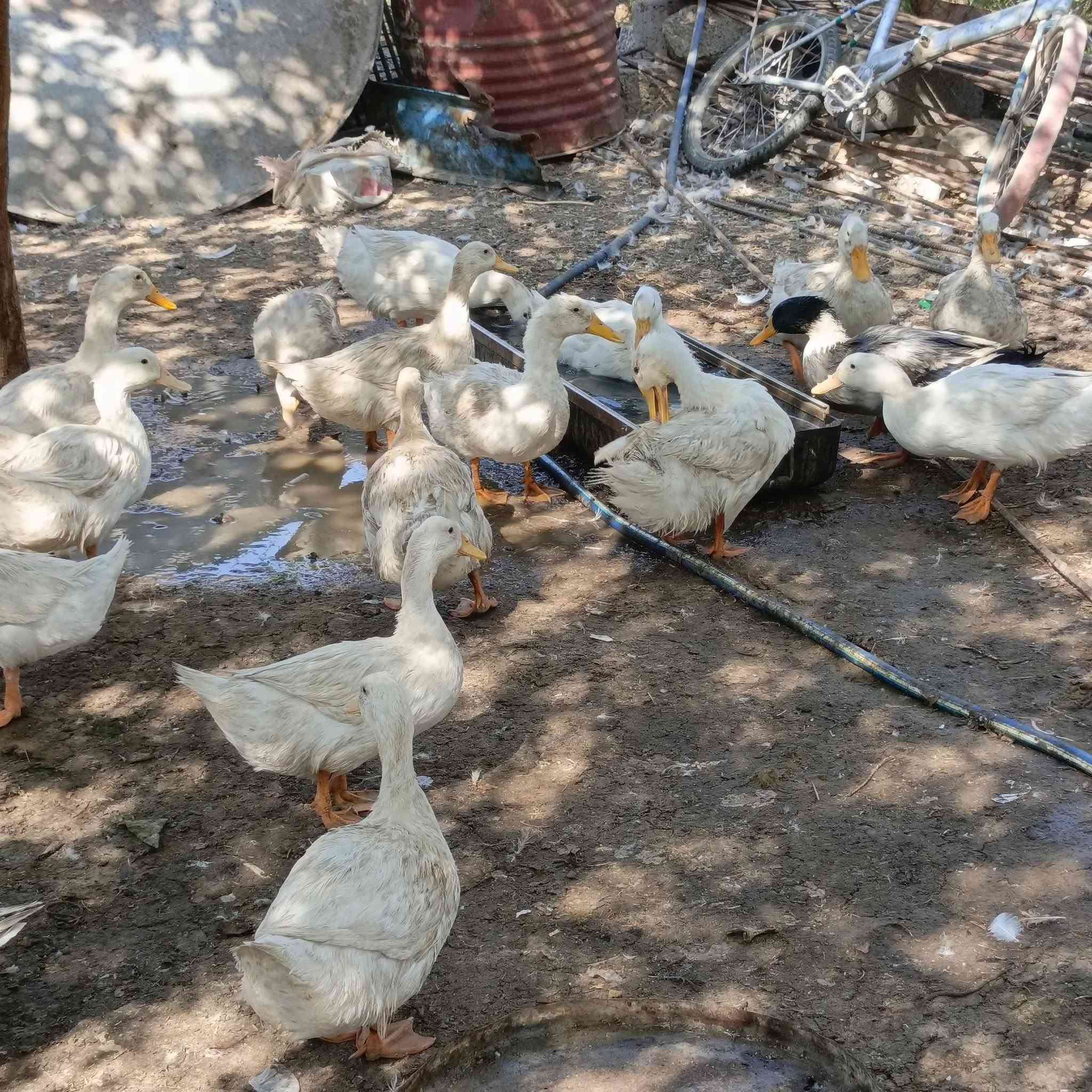 بط عادي للبيع بس الابيض ابيع ***********
