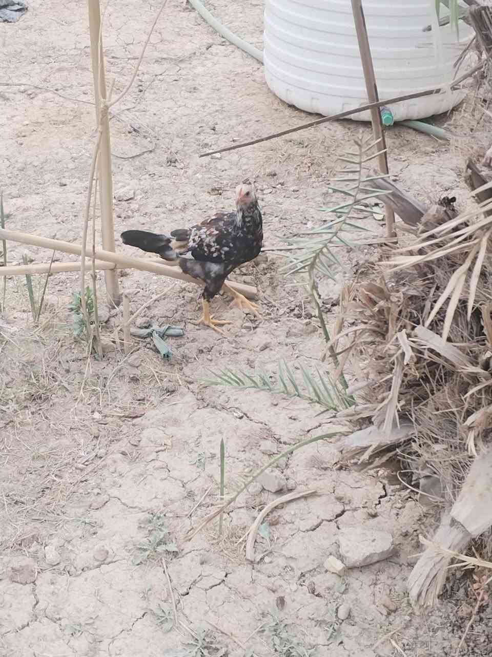 ٥ ديوجه • شباب • الطيفيه