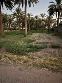 المدائن سلمان باك • طابو زراعي • ٢٥٢٠م