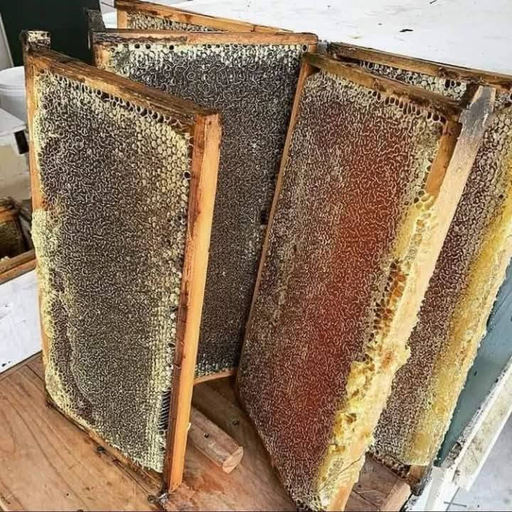 بفضل الله الفرزة الأخيرة لهذا الموسم عسل قرية الزيديه خالص متعدد الازهار.. للحجز قبل نفاذ المنتج للحجز *********** عمر
