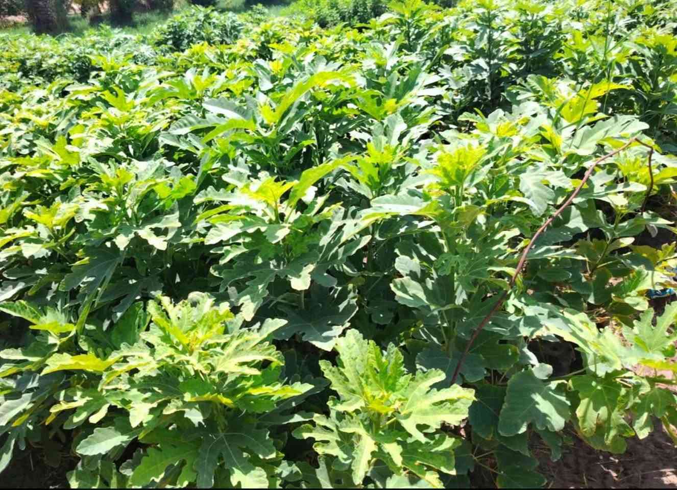 على بركة اله
🌞🌴.... البيع. شتلات تين ....🌴🌞🌴 
     🌞🌱تين اسواد تين بن مسلم🌱🌞🌱
     🌞 🚨.  المكان    بابل.      الكفل.🚨🌞
     🌞 جمله فقط
     🌞 جمله فقط
     🌞جاهز الزراعه 🌴🌴
     🌞اقل كميه ١٠٠ شتله 
     🌞التصال ***********📞📞
     🌞رتفاع متر. وأكثر🎄🎄 . حجم سندانه كيلوين 
     🌞ملاحظه. الشراي. يتصل🪩🪩
