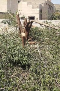 قطع أشجار • خدمات بستانية