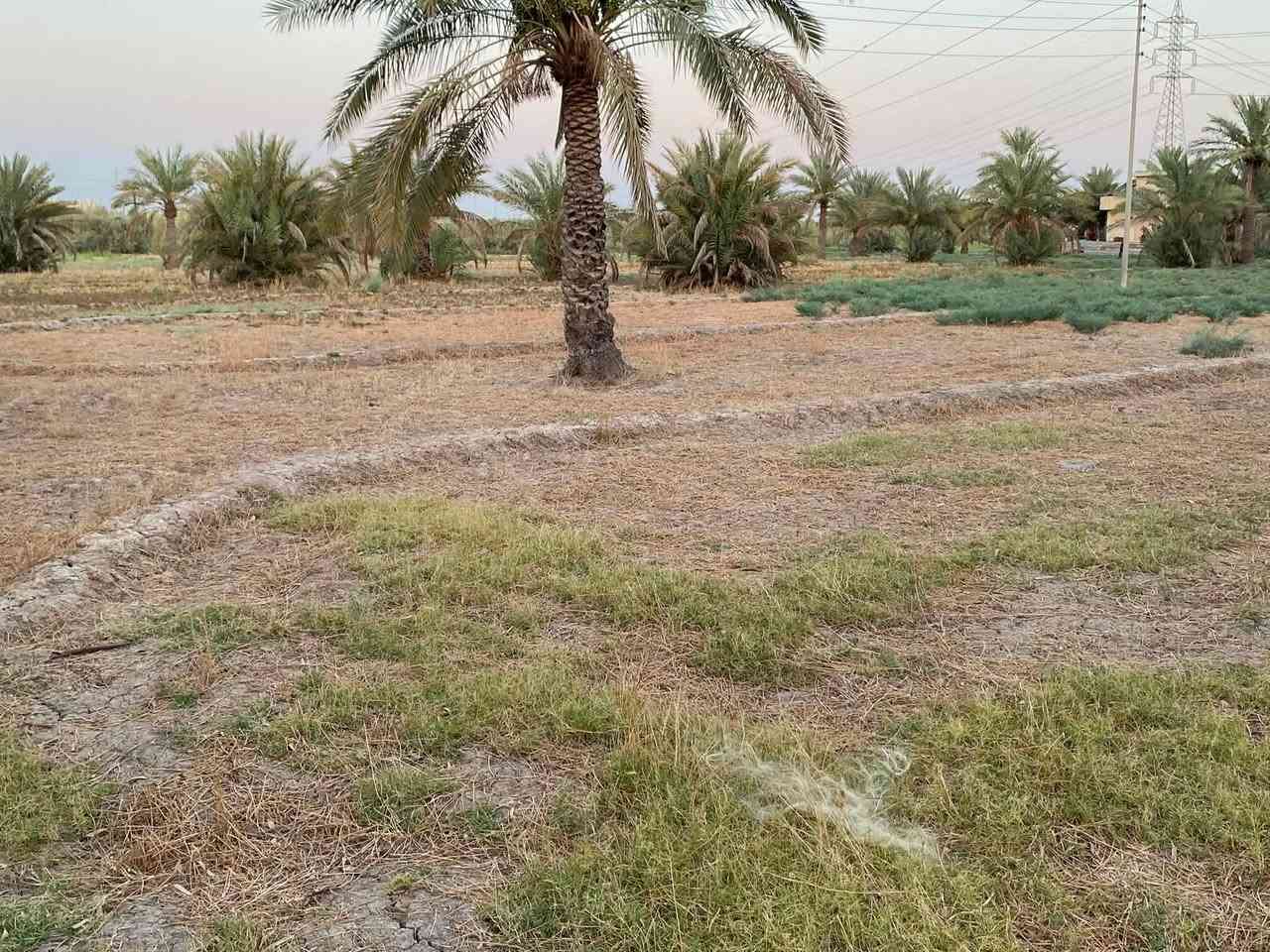 للبيــــــع ( بيع مستعجل )
8 دونم طابو زراعي سند 25 البيع شلع وغير قابلة للتقسيم تصلح للسكن والاستثمار
 
تحتوي على بيت سكن 250م² و حقل مواشي مع ٥٠ نخلة تمر مثمرة ومتنوعة الاصناف 

الموقع: واسط - العزيزية - اسواق كلنا العراق
خلف معارض السيارات  كما موضح بالخريطة
تبعد 400 متر عن الشارع العام 10 دقائق توصل لوسط العزيزية
الواجهة: 230 متر
الخدمات: تبليط واصل + ماء اسالة + كهرباء 3 فيز + مضخة ماء كهربائية مجازة

السعر: 750 مليون
مجال للمساومة البسيطة للجادين فقط

تنويه: المعاينة الميدانية ضرورية للجادين بالشراء. وهي التي تبين حقيقة الأرض اتصل او بيك خير ودلل ***********
