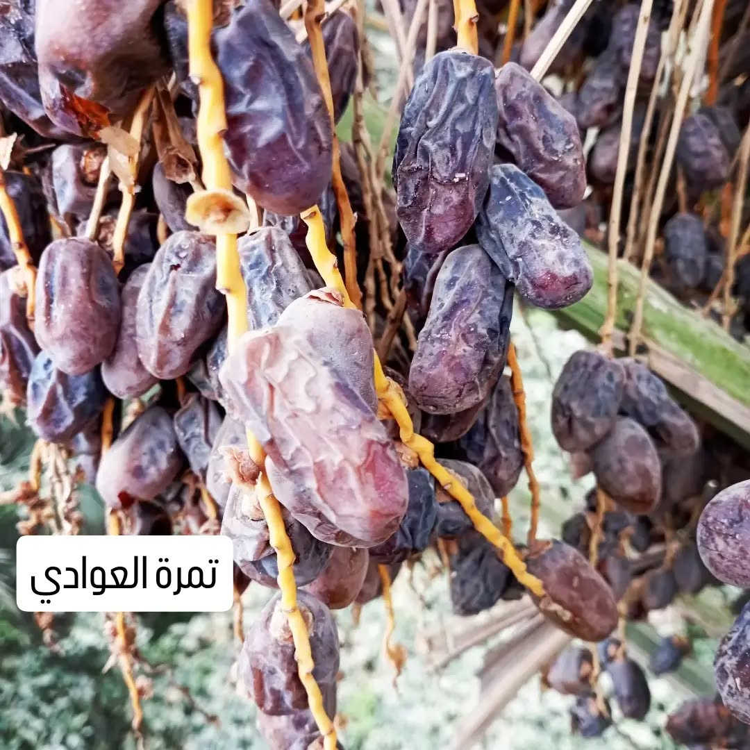 تمر درجة أولى • خدمة توصيل • خستاوي