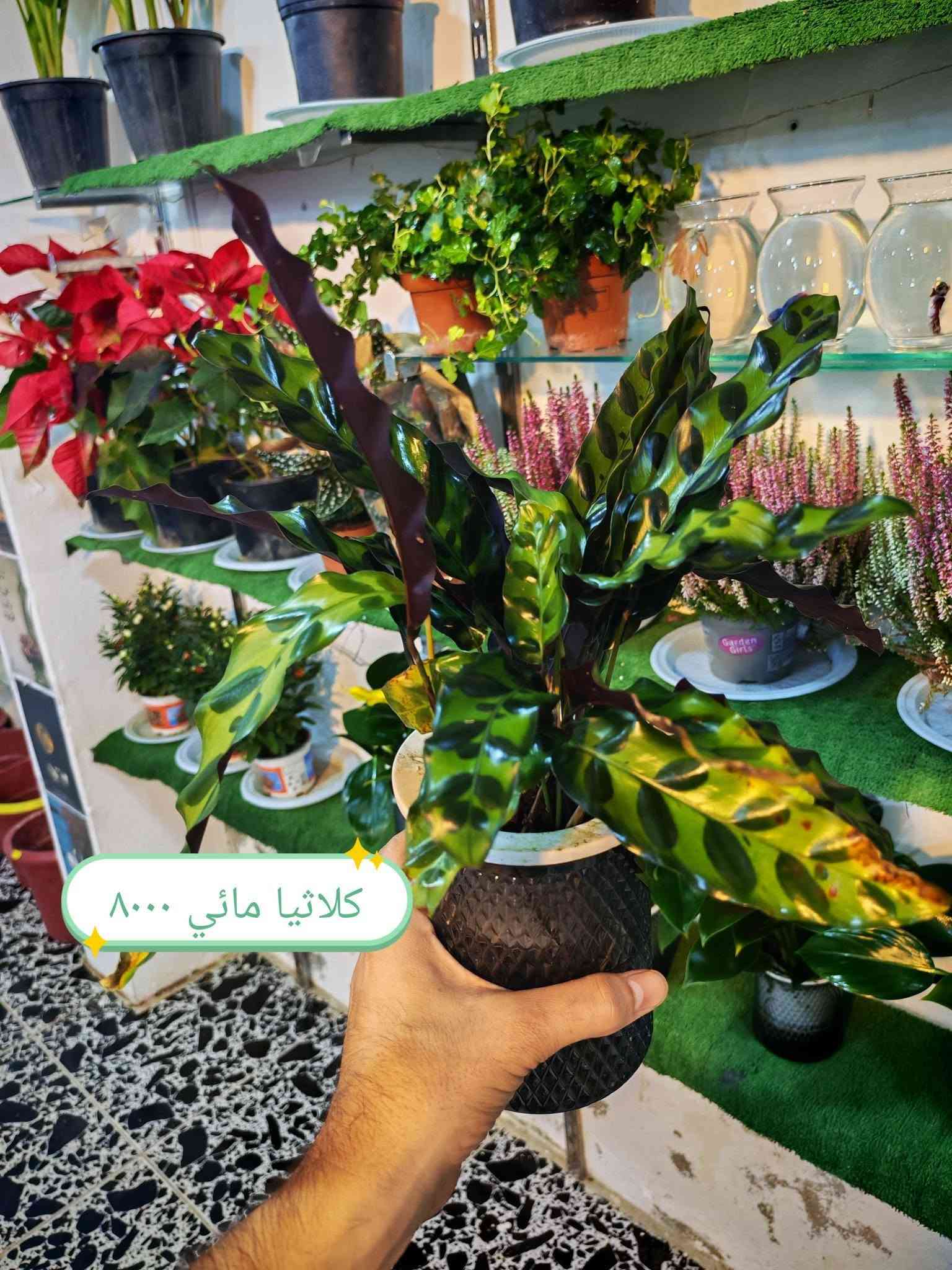 على بركة الله تم وصول ضليات زراعه مائيه وبتموس نباتات هولنديه والمائي صيني كلها حلوه وشغلات جديده الاسعار كلها عالصور ❤

العنوان هيت حي الجمعية شارع حامي حميد🌹
